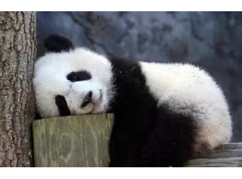 海底撈跨界跨到動(dòng)物界了嗎？愛(ài)心認(rèn)養(yǎng)大熊貓